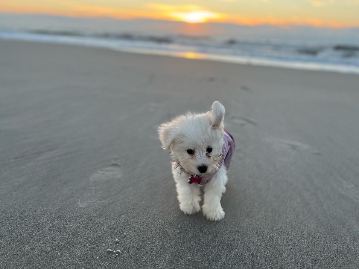 NakanoDenise's tweet photo. Happy Halloween!
Make this day a treat.
Getting in some #VitaminSea with my gurl #Mochi who somehow makes the #sunrise even brighter.
#Sundaysunrise
#mochithepup
#MochitheChonzer
#NJShore
#adventuresofMochi
#sunrise https://t.co/bqu2mAkwmq