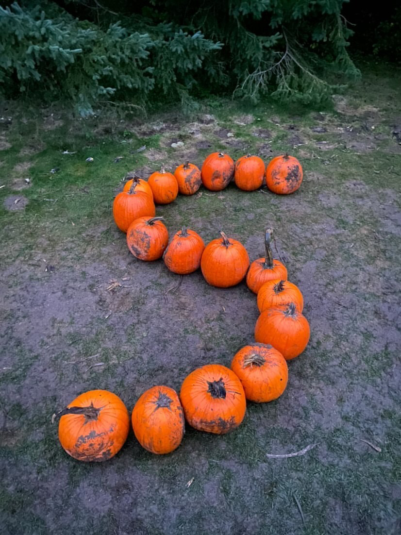 Strom's Farm &Bakery tweet media