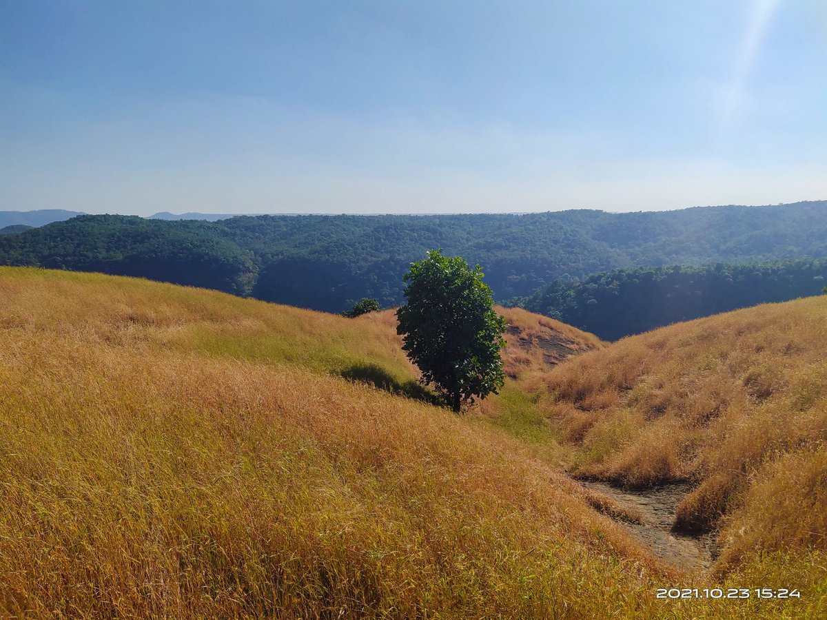 rfochaudhari's tweet photo. Though I am alone on this side, definitely I will make a new world same as the opposite.
#standfirm #standfirst #succession #tree #forest #igatpuridiaries @dr_mayubhailume @forest @IfsMadhu https://t.co/mGtIsMO2W7