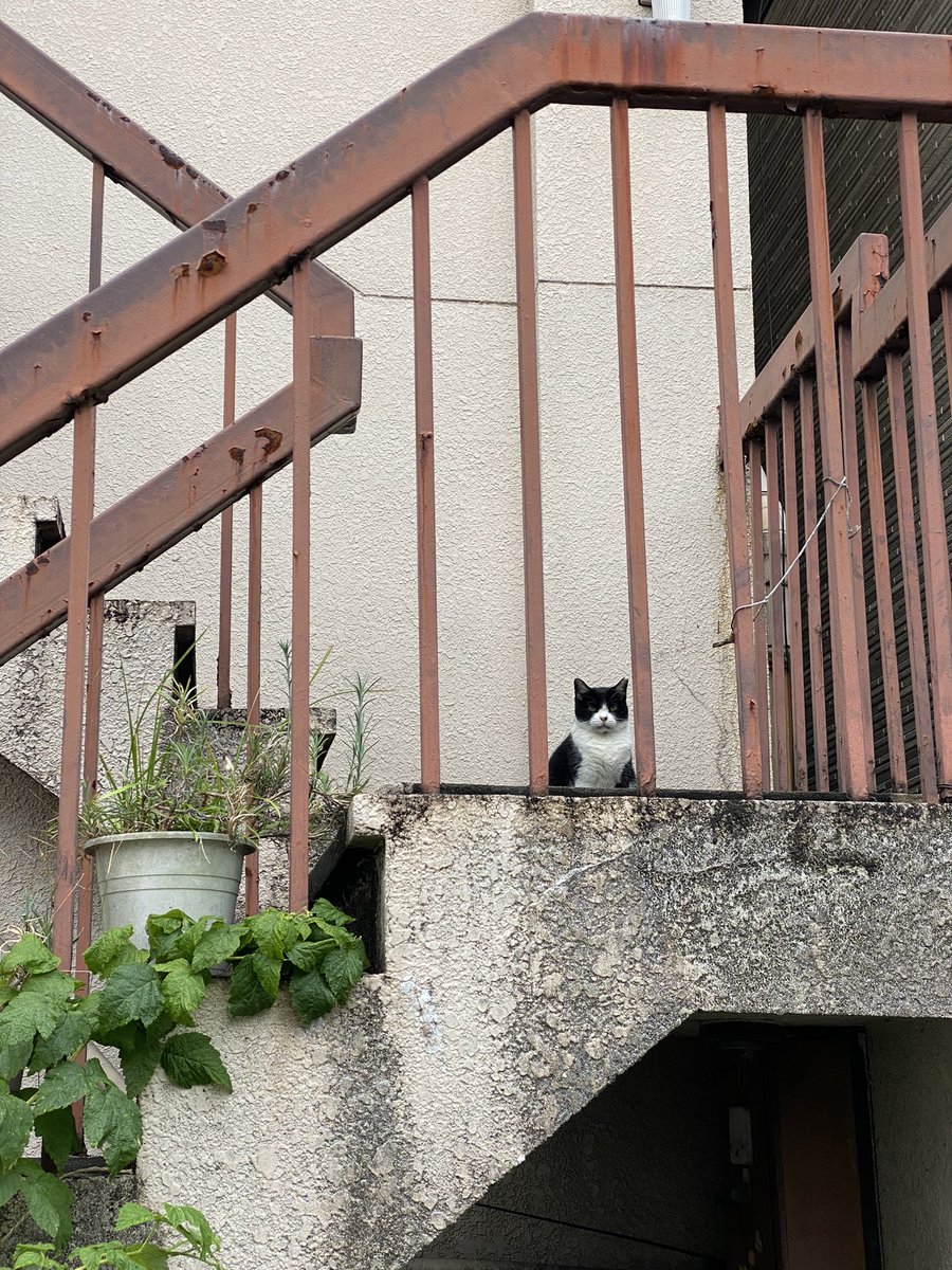 yottoco3's tweet photo. 選挙後、散歩途中に出会った猫。好みな真顔な視線。微動だにしないのに、私が左から右へ移動するとお顔が一緒に動いてて、すごく良かったわ https://t.co/LDd3RaszXA