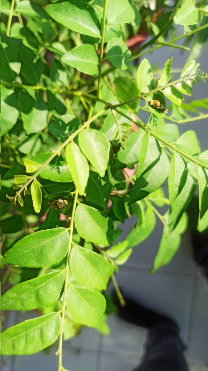 mrdogra007's tweet photo. No idea about this, but it is eating all my #curryleaves anyy idea?? Agri experts #agriculture #agritech #QuestionOfTheDay #QuestionBox https://t.co/SlCmW7AzZt