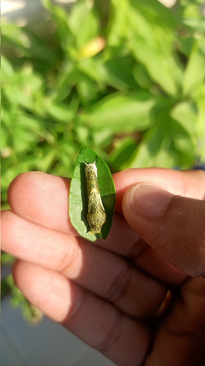 mrdogra007's tweet photo. No idea about this, but it is eating all my #curryleaves anyy idea?? Agri experts #agriculture #agritech #QuestionOfTheDay #QuestionBox https://t.co/SlCmW7AzZt