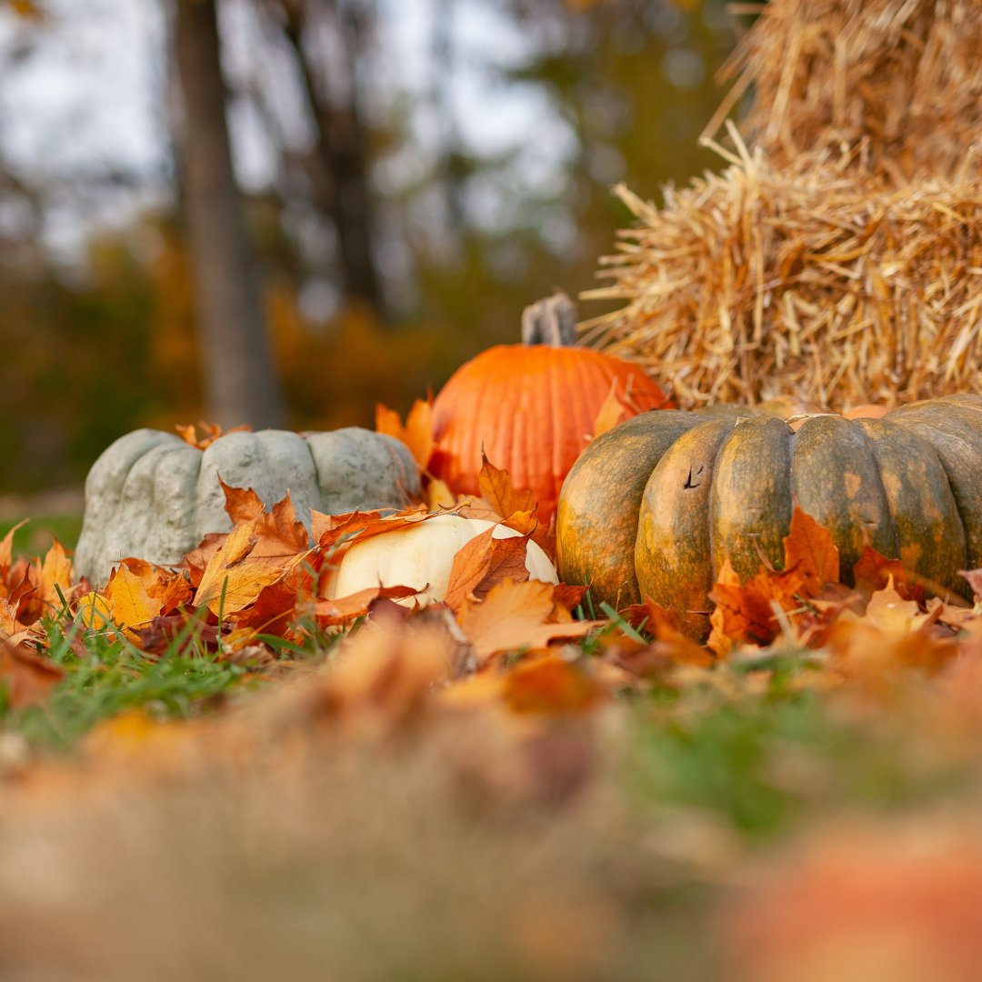KnowltonCourt's tweet photo. Happy Halloween from all of us at Knowlton #SpookySeason #halloween #HappyHalloween https://t.co/AXbe4AzZuT