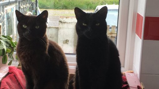 Susan's #CatsOfTheDay are Middie & Maesy.

Thank you @Debbie_Wartnaby for sharing this pic!