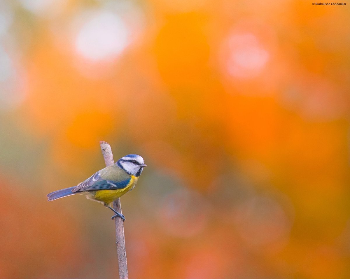 rudraksh9's tweet photo. #Autumn π is ON! Blue tit from RSPB Rainham Marshes @RSPBRainham @Natures_Voice @Avibase @orientbirdclub @wildlife_uk @londonbirdclub @wildlondon @wildindiain #birdwatching #bbcwildlifepotd #birdphotography #birdsofuk #londonbirds https://t.co/BkTS0cLTMf