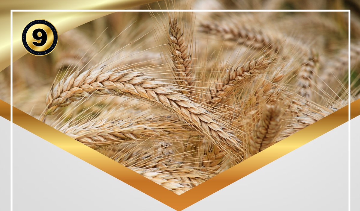 FarmSolHoldings's tweet photo. FarmSol: A 5 year journey
Our barley (used for beer production) is produced in Taung in the North West province and Western Cape province by a total of 103 farmers, consisting of men, women and youth.
https://t.co/DbH9w1oFfK
#farmsol #agriculture https://t.co/WGOt6pqXbx