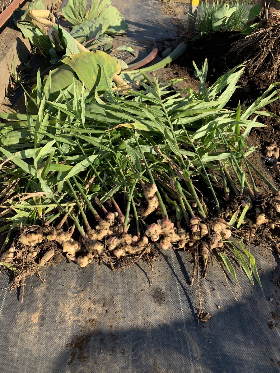 なるはるかぜ ショウガ 里芋のコンパニオンプランツとして植えていましたが期待を大きく上回る収量でした ショウガ大好きなので素直にうれしいです 家庭菜園 ショウガ