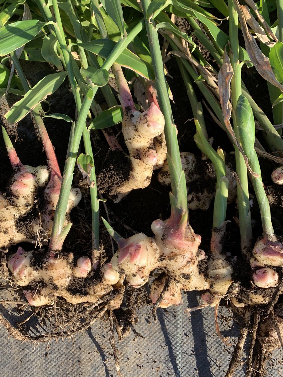 なるはるかぜ ショウガ 里芋のコンパニオンプランツとして植えていましたが期待を大きく上回る収量でした ショウガ大好きなので素直にうれしいです 家庭菜園 ショウガ