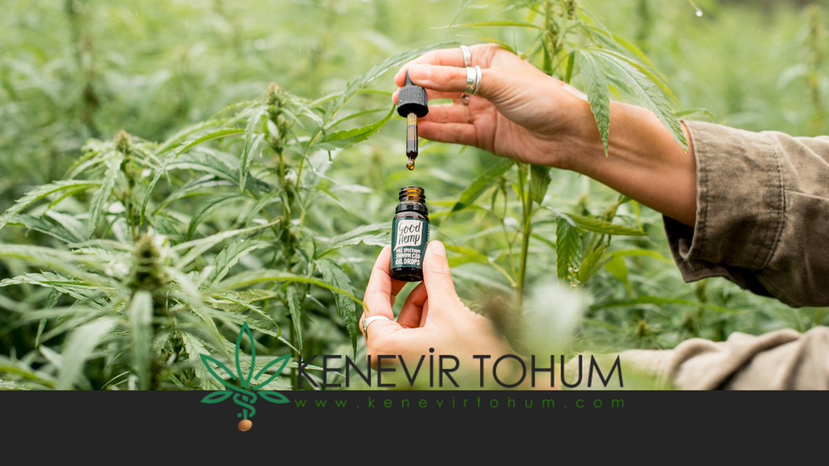 CBD yağı kenevirden üretilir/CBD oil is made from hemp #kenevir #hemp #kenevirtohumu #hempseed #kenevirfaydaları #hempbenefits #useofhemp #keneviryağı #hempoil #keneviryetiştirmek #cbdoil #trade #cosmetics #health #pharmaceutical