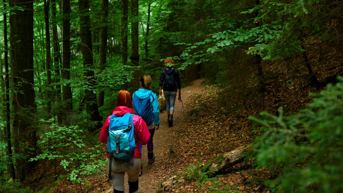 DefraGovUK's tweet photo. Trees are vital in our fight against climate change 🌲🌳

We’ve launched a new £6 million ‘Trees Call to Action Fund’ with @HeritageFundUK to: 

🌳 expand woodlands
💼 develop skills
🌱 engage communities with nature

Applications open 3 November.

Read: https://t.co/B4rCwvZUXj https://t.co/laXbjeTkfy