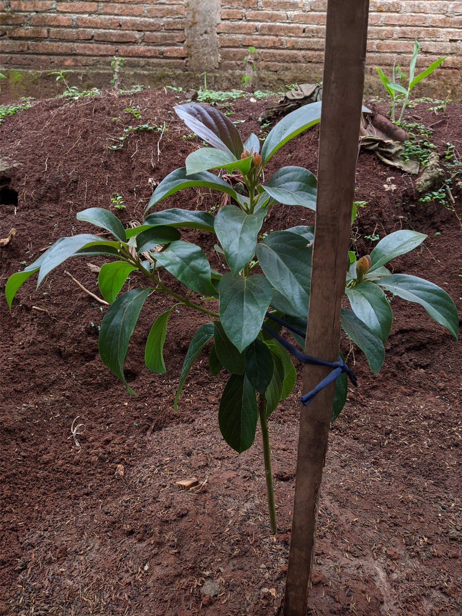 Munfarid  tweet media