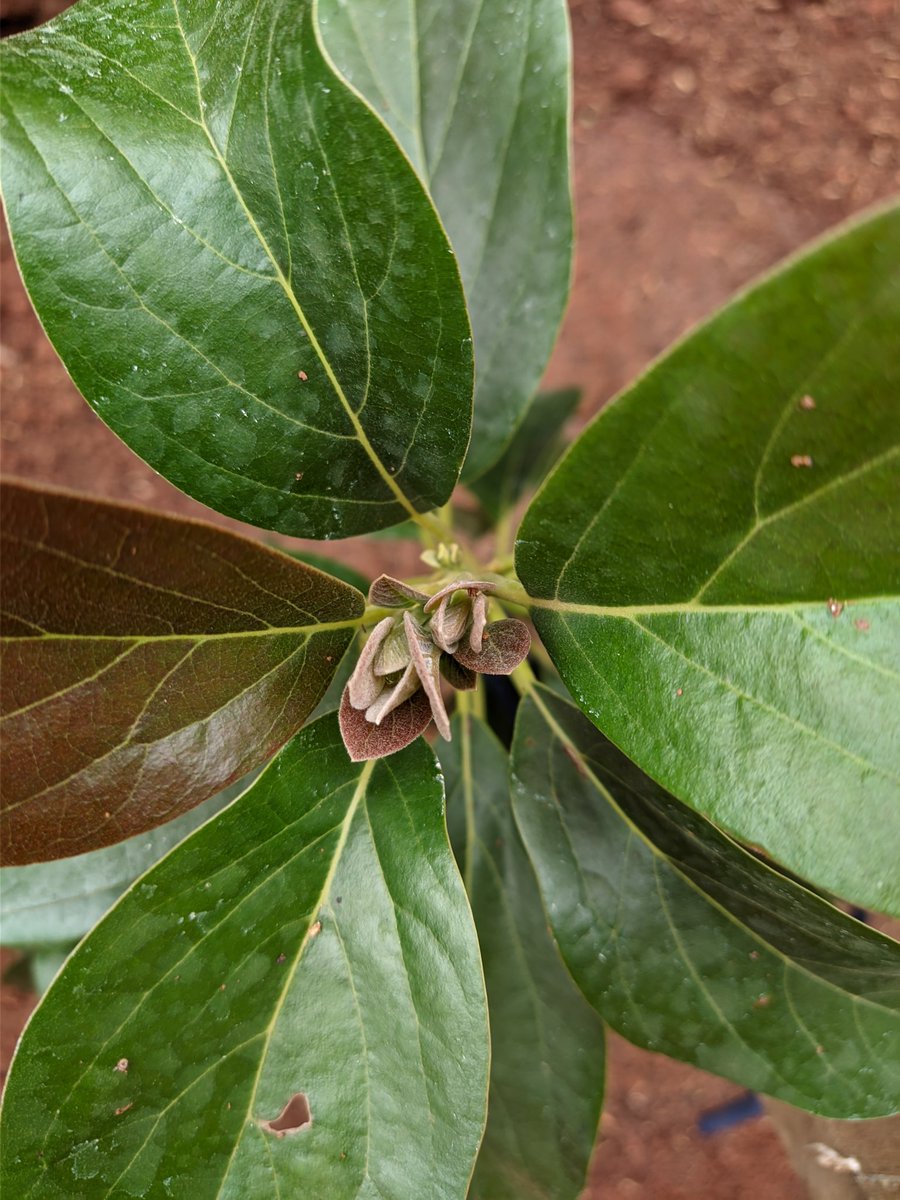 Munfarid  tweet media