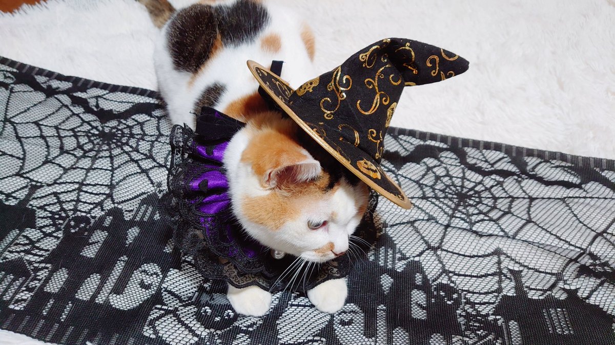 Snow210White's tweet photo. Happy  Halloween  Night
#halloween2021 https://t.co/bZzpLqaukl