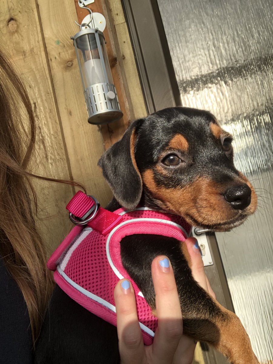 salmkb's tweet image. Baby pepper is THE cutest puppy there ever has been 🐶