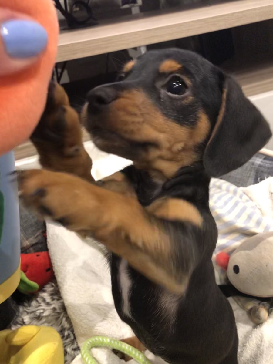 salmkb's tweet image. Baby pepper is THE cutest puppy there ever has been 🐶