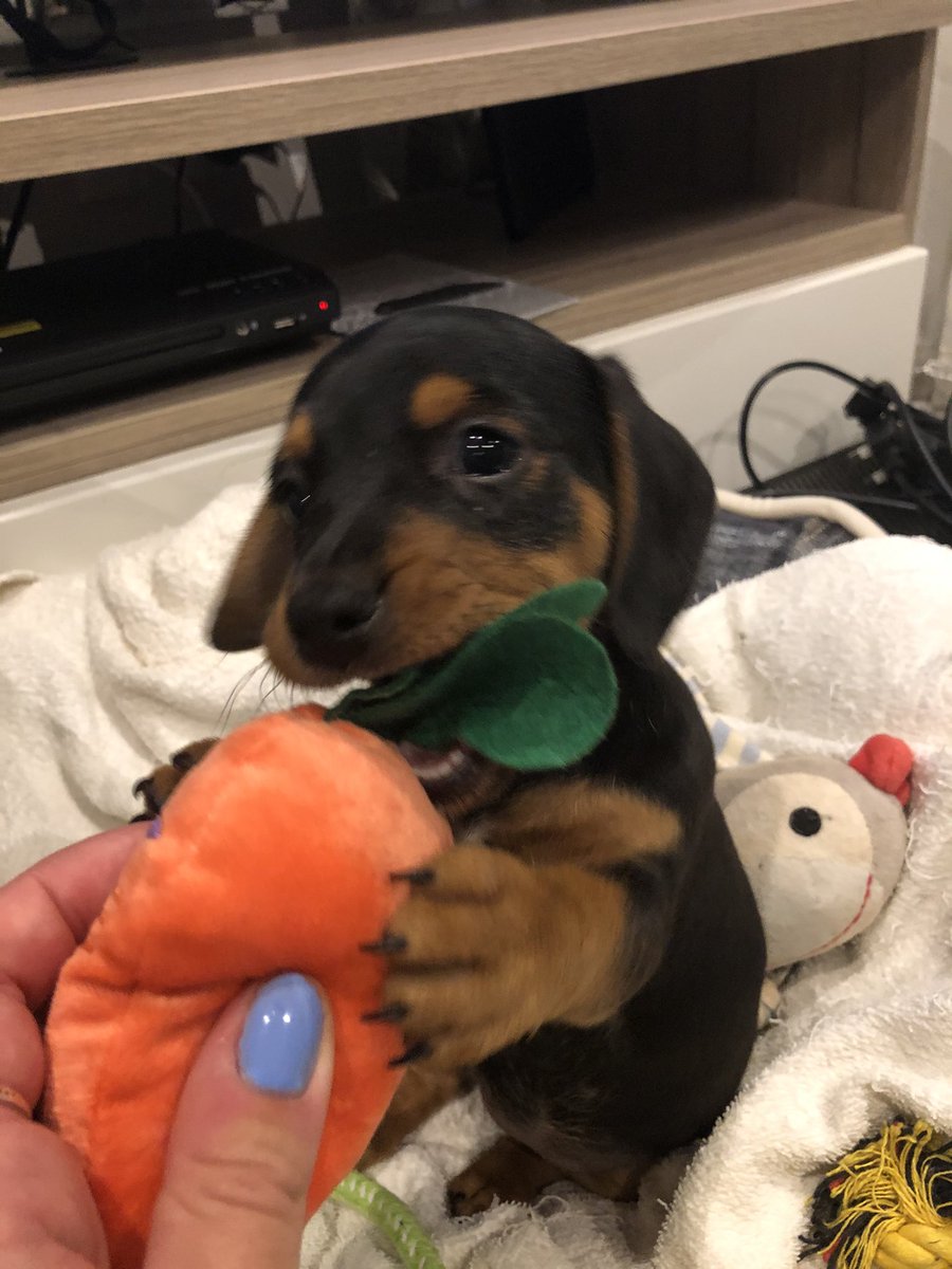 salmkb's tweet image. Baby pepper is THE cutest puppy there ever has been 🐶
