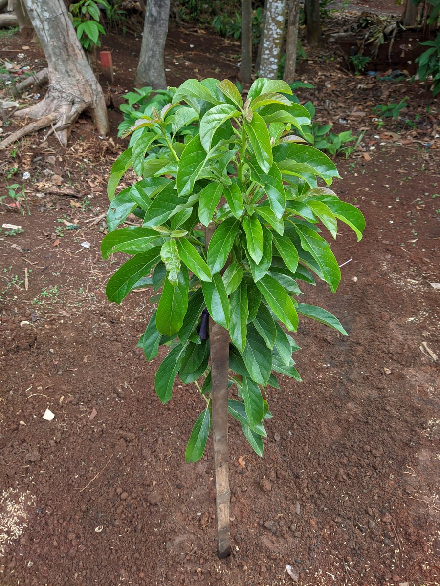 Munfarid  tweet media