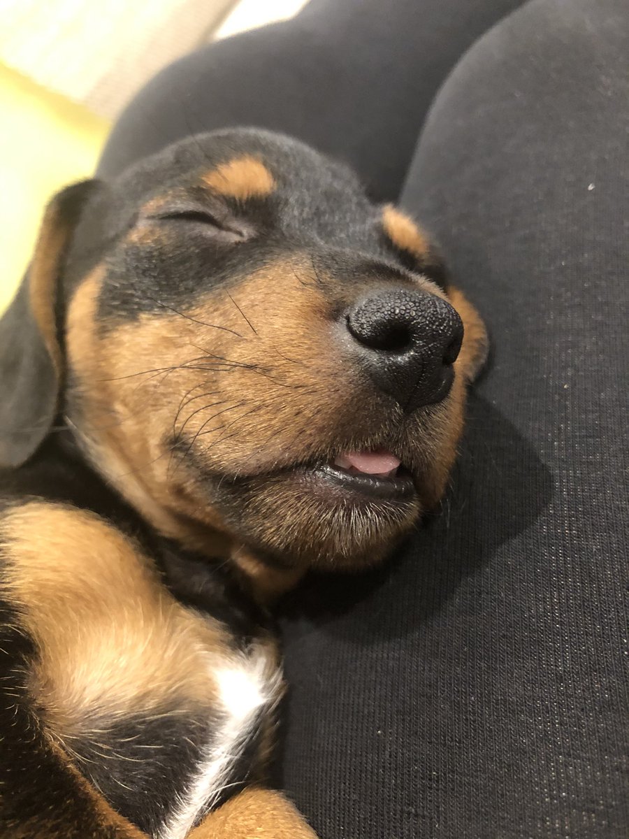 salmkb's tweet image. Baby pepper is THE cutest puppy there ever has been 🐶