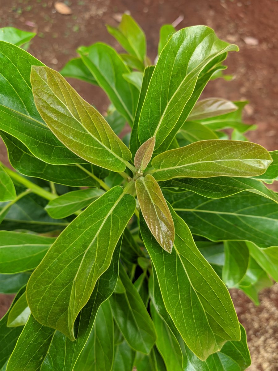 Munfarid  tweet media