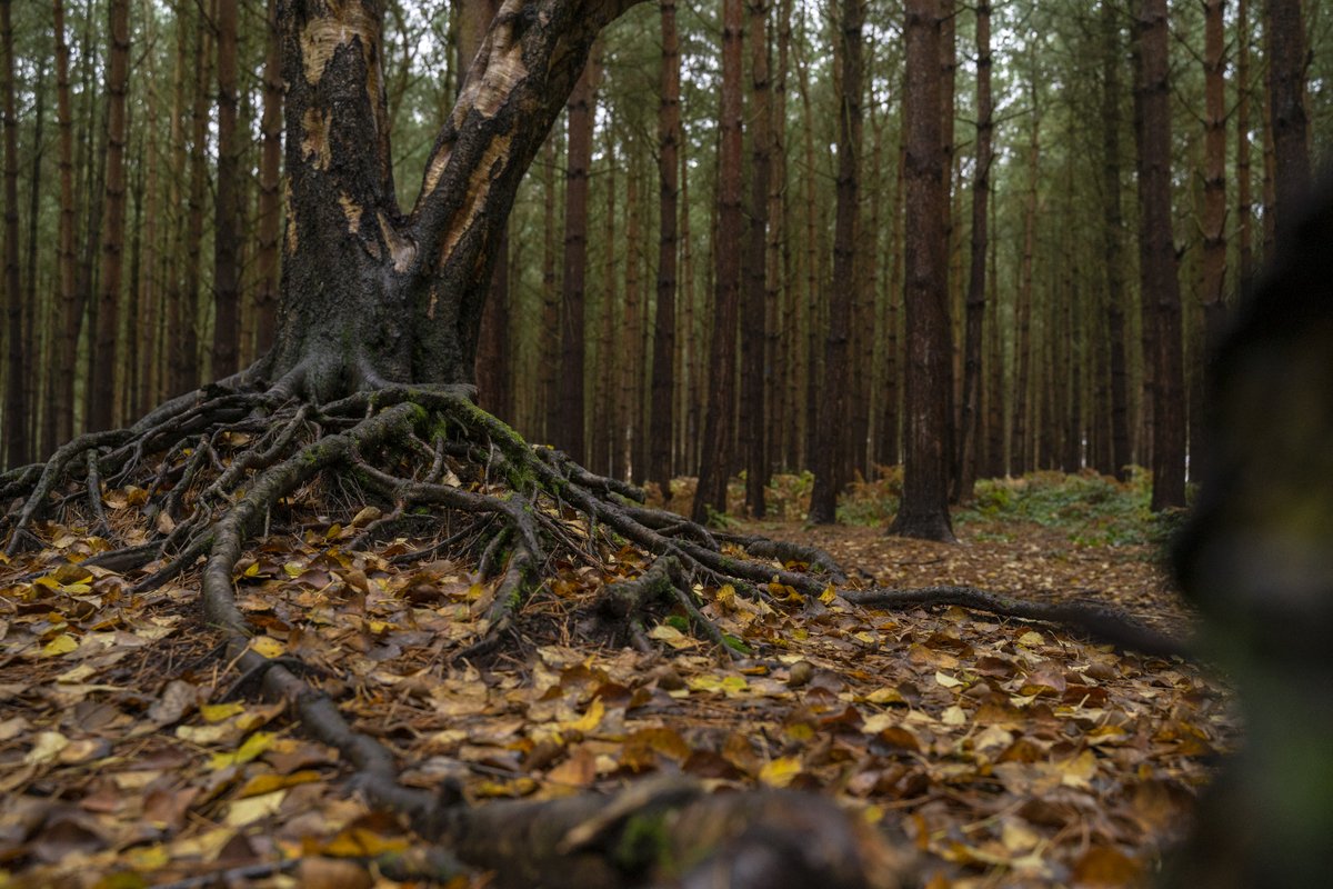 ForestryEngland's tweet photo. #HappyHalloween! We’re casting a spell that all visitors will remember NOT to dispose of pumpkins in the forest. It can make forest wildlife very poorly and spread disease. 🧙 #RespectProtectEnjoy https://t.co/HnPtXPBum1