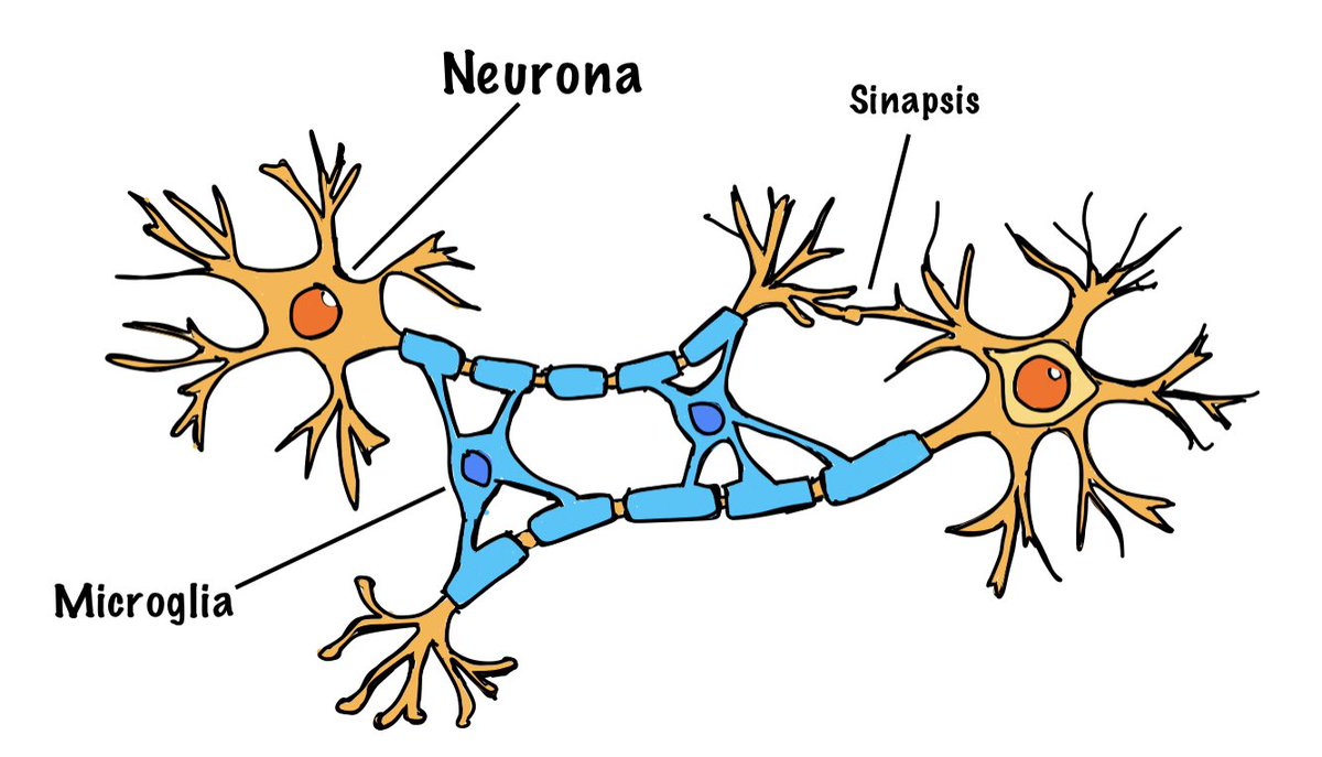 posturopodiatry's tweet photo. ¿Por qué el dolor está tan ligado a nuestro sistema de defensa o protección interna? 

En el cerebro, el 10% son neuronas y el 90% células gliales. Estas tienen función estructural de estabilización en las sinapsis y función inmunitaria. https://t.co/KEh0nBQoPf