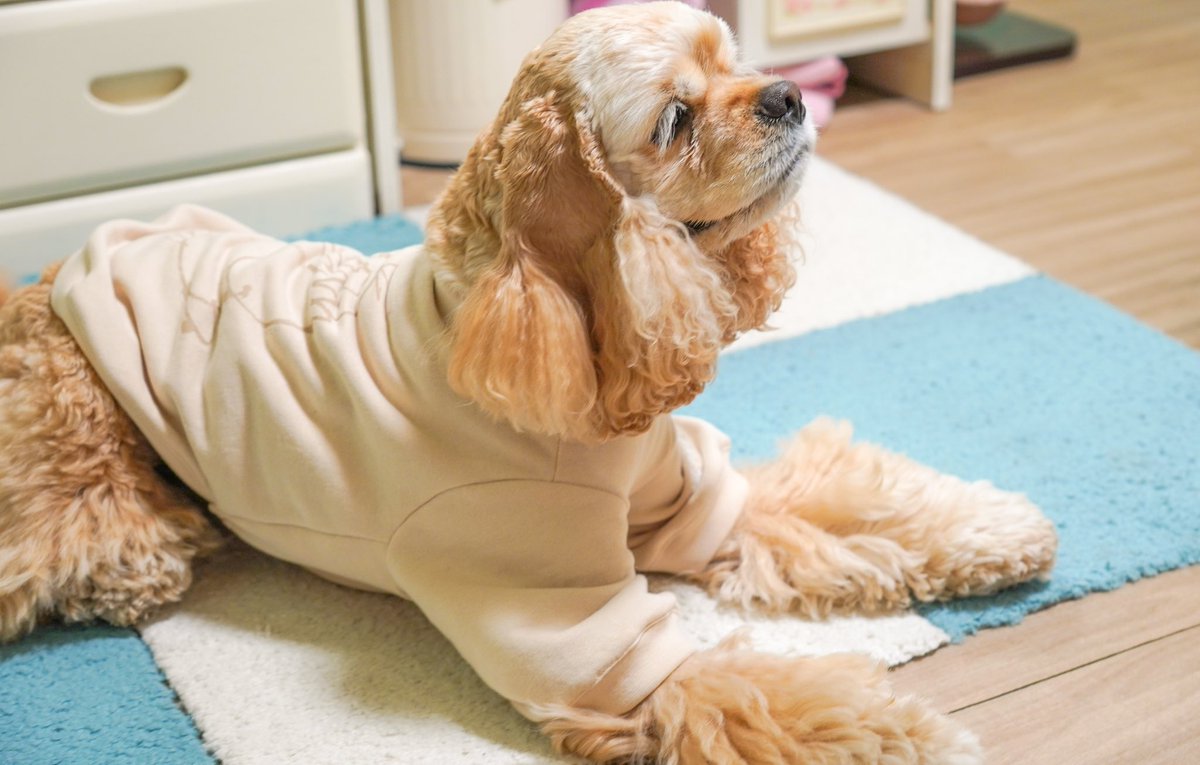 cockerkanta's tweet photo. UNIQLOのポケモンコラボスウェットをリメイクしてかんたの服を作りました👕
背中にプリントされているコダックがかわいい💕
首元のモンスターボ��ルがポイント✨

#アメリカンコッカースパニエル
#UNIQLO https://t.co/DZqVzmD7mh