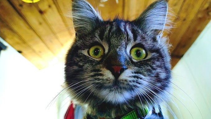 Susan's #CatOfTheDay is narrowboat inhabitant, Zeno!

Thank you <a href="/cloudedyellows/">Mike Gibbons</a> for sharing this pic of Zeno &amp; his gorgeous ear brows / ear floofs.