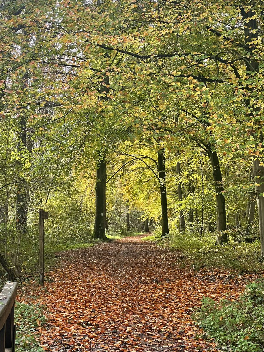 Annatinax's tweet photo. Herbst! Mehr ist dazu nicht zu sagen 😜 #huels #huelserbruch #running #walking #herbst !B https://t.co/dfc8zhSxUc