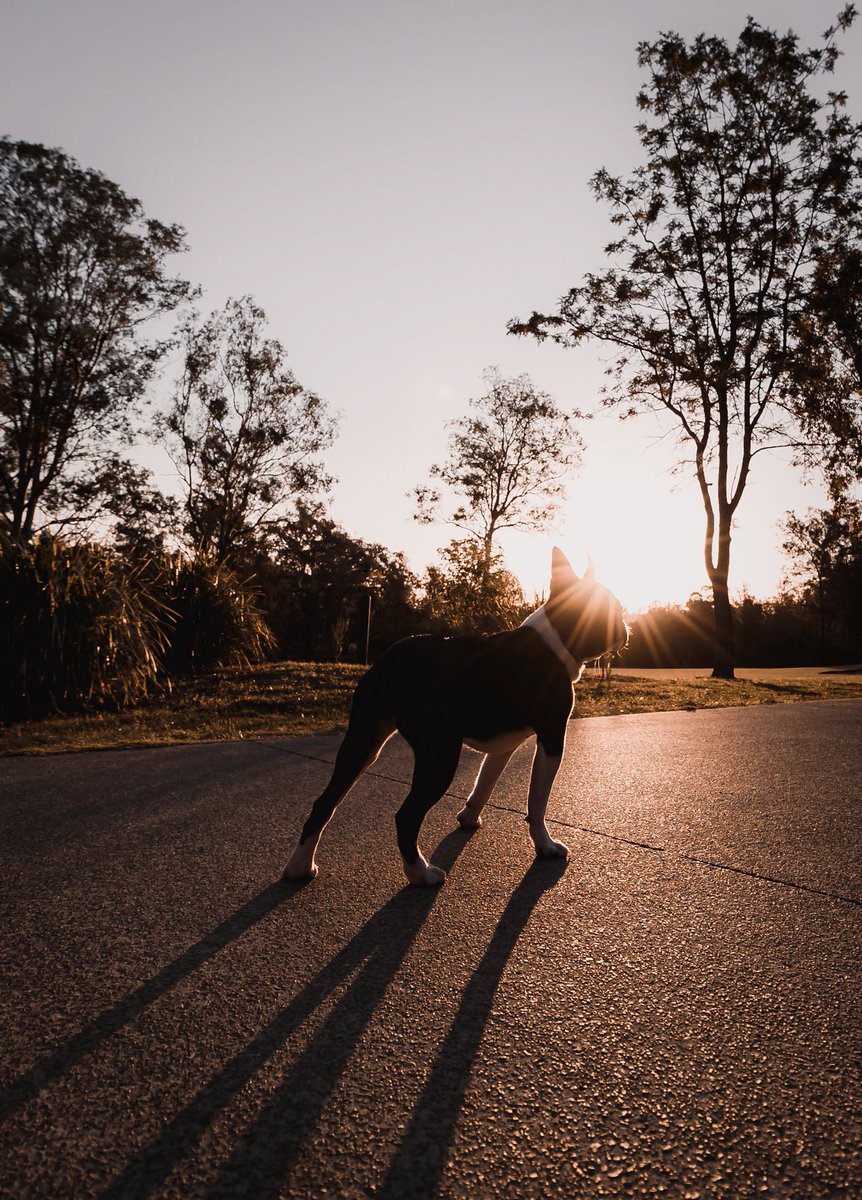CBRZY_'s tweet photo. GN.
Hope everyone had a great weekend. Productive if you wanted it or rested if you needed it.
Good luck with the new week
#dogsoftwitter #dogsofbrisbane #dogwalks #photography #nftphotography #dogphoto https://t.co/S4wXhpN6gy
