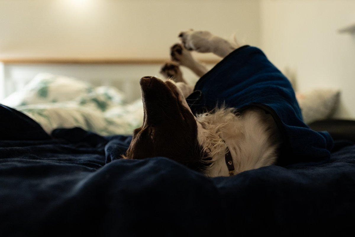 This #Halloween weekend why not treat yourself to a new mattress in preparation for some long, snuggly nights in bed this autumn. zzzzz 

Find your #perfectsleep here; tinyurl.com/c8uxdn5z

Photo by Celyn Bowen on Unsplash