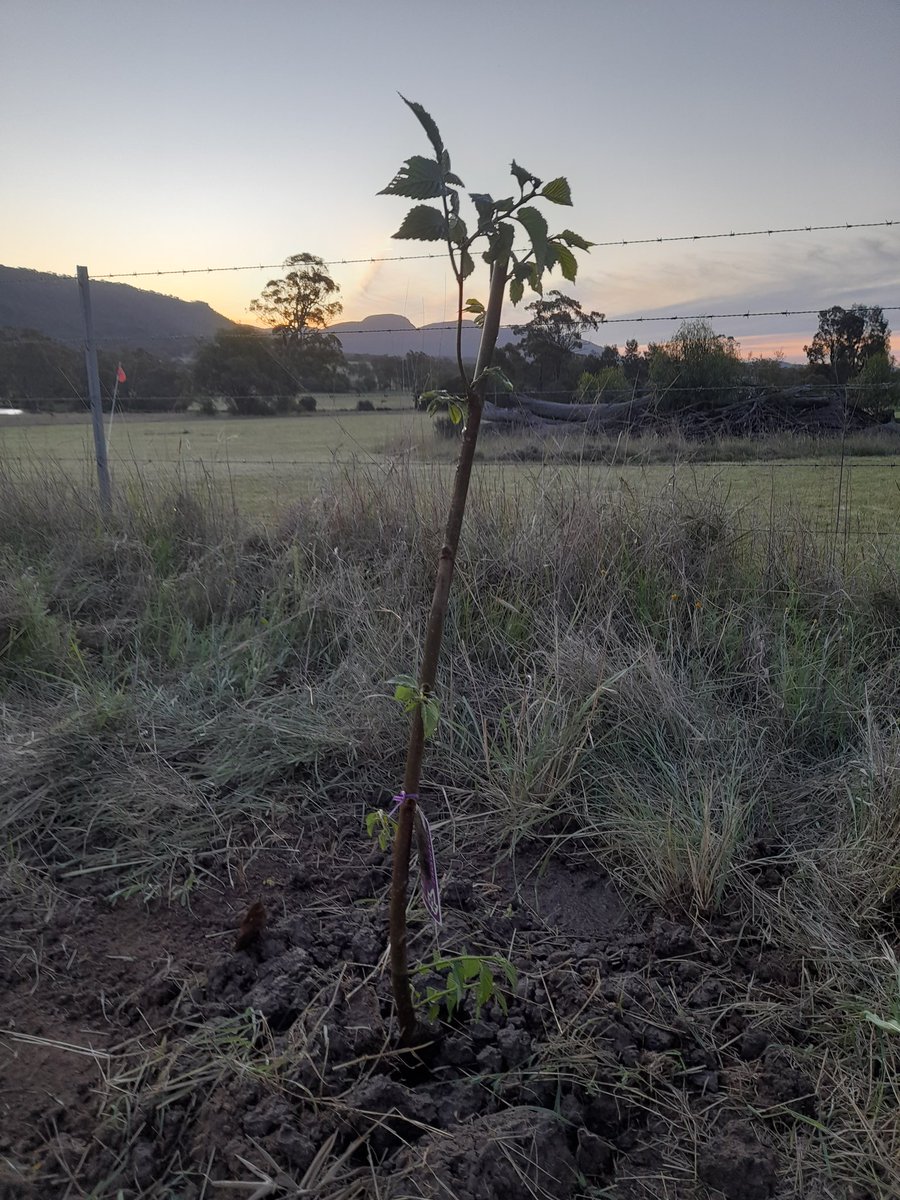 LouiseS81418075's tweet photo. Week 44:Tree 44=an #englishelm from @heritagefruittrees in a protected #weepingmyall paddock at #Appletree on beautiful #wonnaruacountry🖤💛❤ #atreeaweek #2021goals #tree44 #nofilter #ClimateCrisis #NoPlanetB #farmersforclimateaction #renewableenergy #tree105 #2020goals #sunset https://t.co/0dm4r5IwOZ