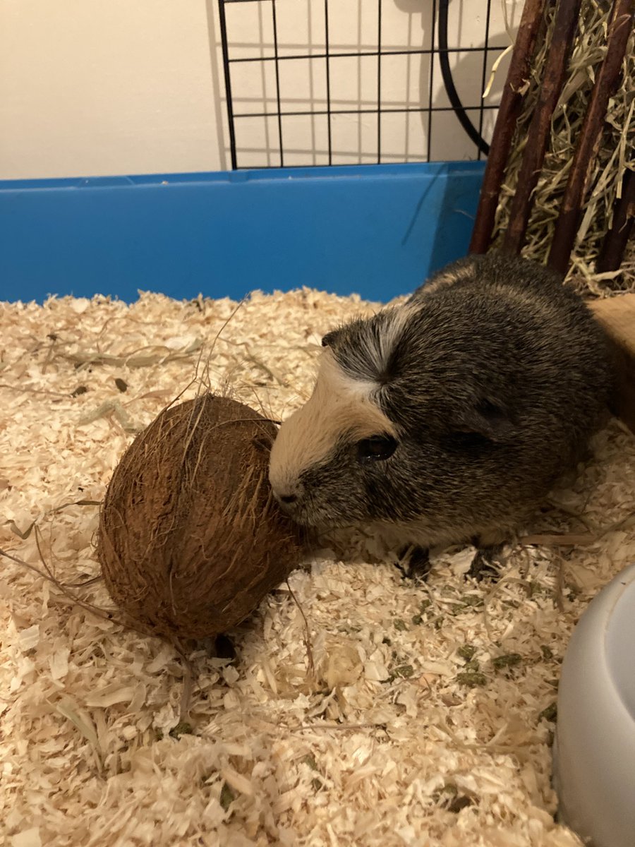 badgerbumble's tweet photo. Happy Halloween 🎃 friends! This Halloween I am going as a coconut 🥥 as the hooms once found one that looked like me when they were on vacation #spookybumble #whichoneiswhich #hyperrealcostume https://t.co/SOs1aAeSGH