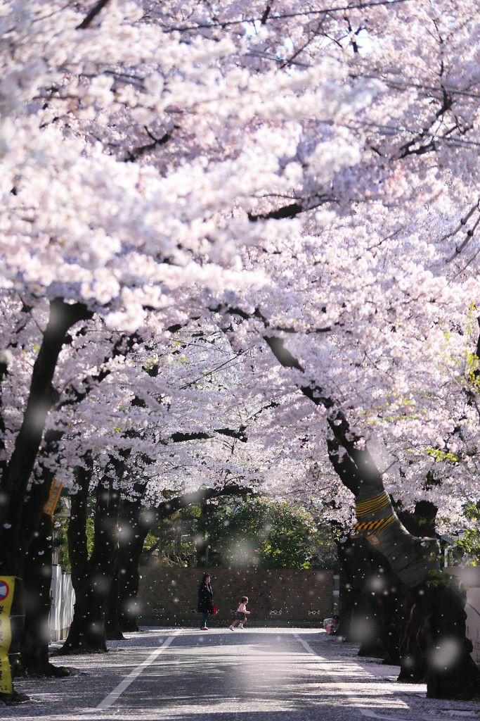 BeautyNature___'s tweet photo. Beautiful Japan.🇯🇵❤️
#Japan #NaturePhotography https://t.co/VOfHF0Qu1D