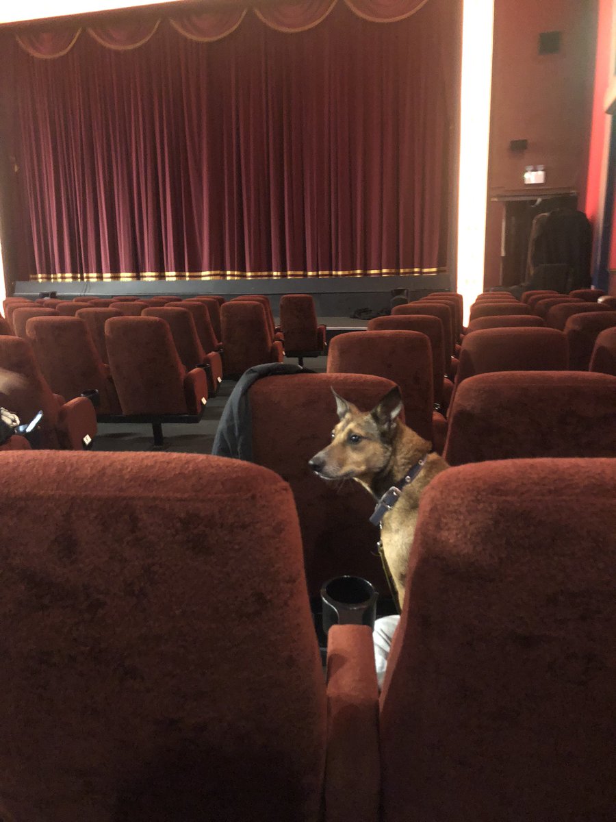 DollysDay's tweet photo. Someone’s excited to see Timmy and Tilda #frenchdispatch @DukeofYorks #dogsincinemas #missbabs #dogfriendlyscreening https://t.co/1Rmhy2umKi