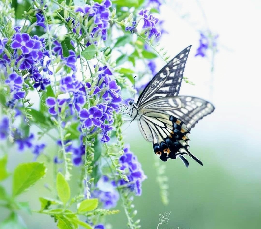 ruben_corella's tweet photo. #butterfly #papillon #mariposa #papallona #FelizDomingo #NaturePhotography #NaturalBeauty #Belleza #beautiful #socute #wildlifephotography #flowerpower #podermorado #bekind #FlyAway #befree https://t.co/BKZelrjBpD
