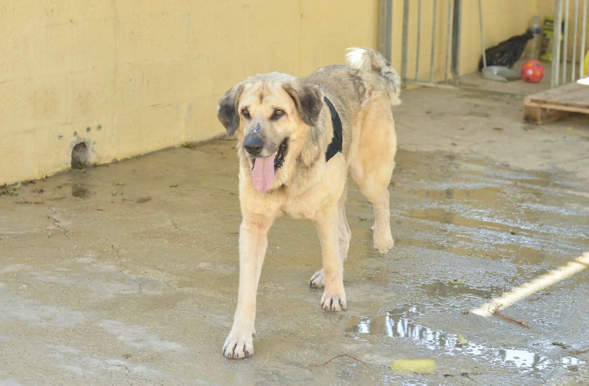 Sanson tiene 5 años, es un simpatiquísimo y adorable mastín.
Se encuentra en @protemlg
Te gustaría darle un hogar? Comparte y difunde
#AppAdoptMe #AdoptMe #adopcionresponsable #adopcion #adopta #app #adoptanocompres #gata #cats