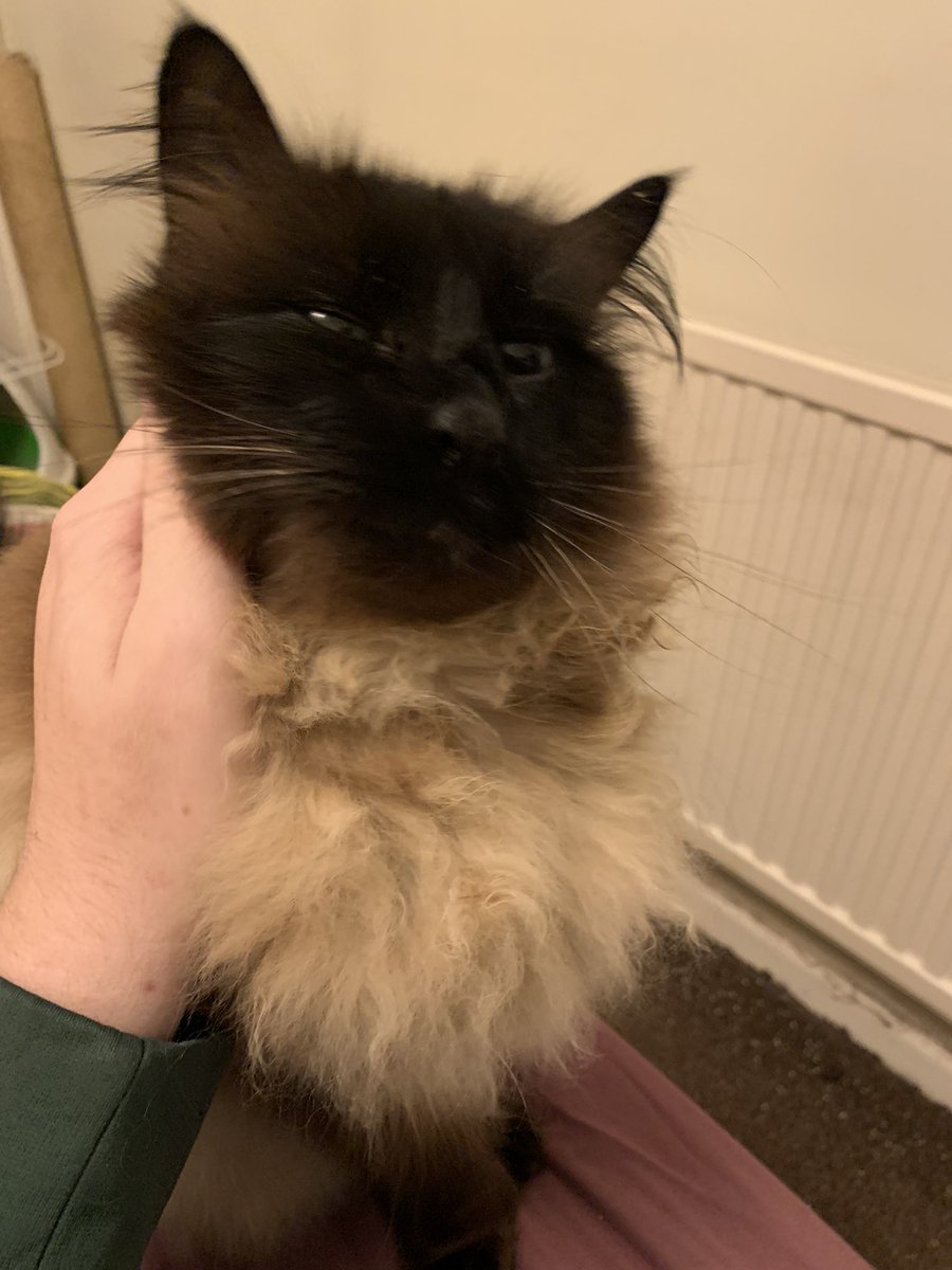 LordFidget's tweet photo. The greatest joy of being a cat... no matter how much of a screaming asshole I am at 3 am, my moms still love me. https://t.co/HEjnUzotaL