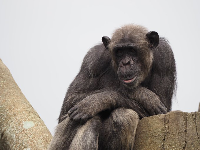 チンパンジーのtwitterイラスト検索結果 古い順