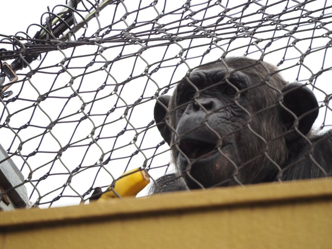 チンパンジーのtwitterイラスト検索結果 古い順