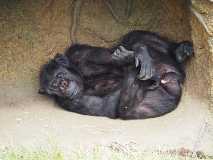 チンパンジーのtwitterイラスト検索結果 古い順