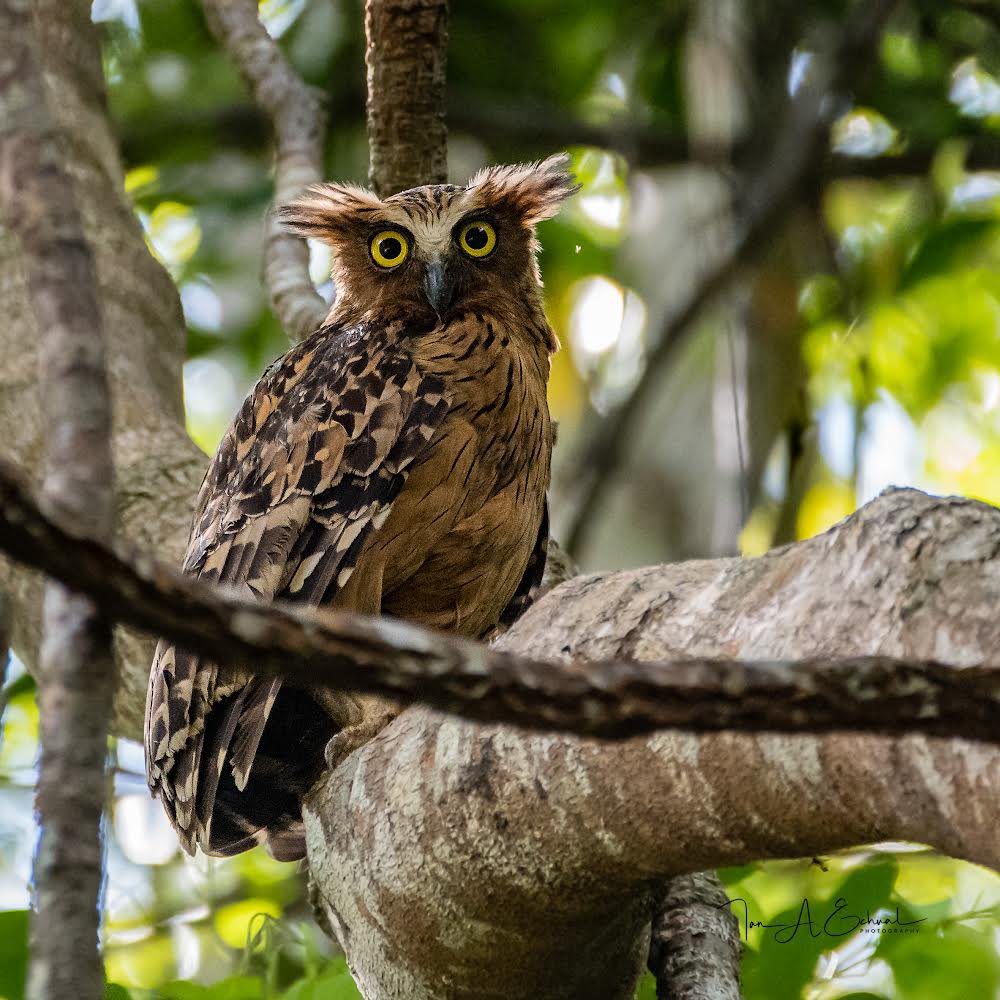 EchualIan's tweet photo. Bird: Buffy Fish Owl
  #D500 #wildlife #wildlifephotography #nature #TwitterNatureCommunity #birdphotography #BirdsSeenin2021 #birds #borneobulletin #birdwatching #wildlife #NaturePhotography #rednapedtrogon #Bruneiwildlife

-Lifer-

October 2021
Brunei Darussalam https://t.co/YPcWsqPJri