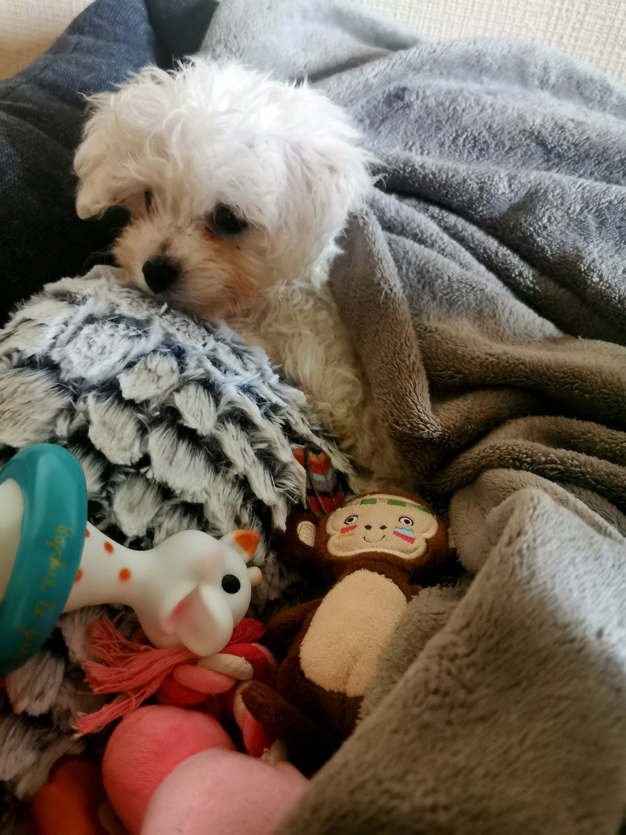 MandoTheRealOne's tweet photo. Bébé Sissi à eu son 1er bain, elle est KO, tant d'émotion ça fatigue. 😅 Elle dort bien au chaud dans son petit panier sous le plaid. 😍 #Chiot #Chient . https://t.co/oYwaIkEEQr