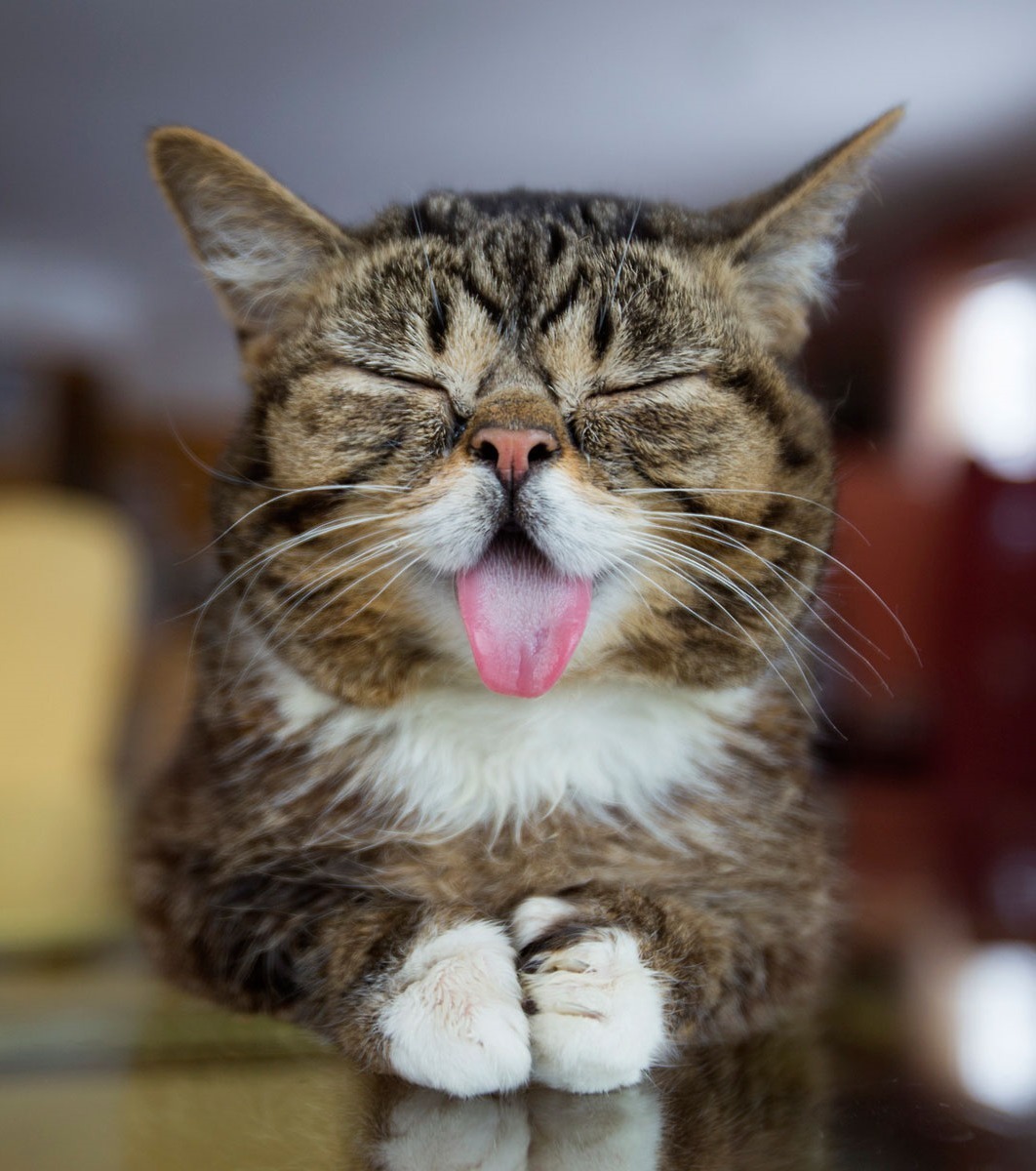 Alessandro No Dm A Cat S Tongue Photos Photography Animals Cats Tongues T Co Nwezvpcucl Twitter