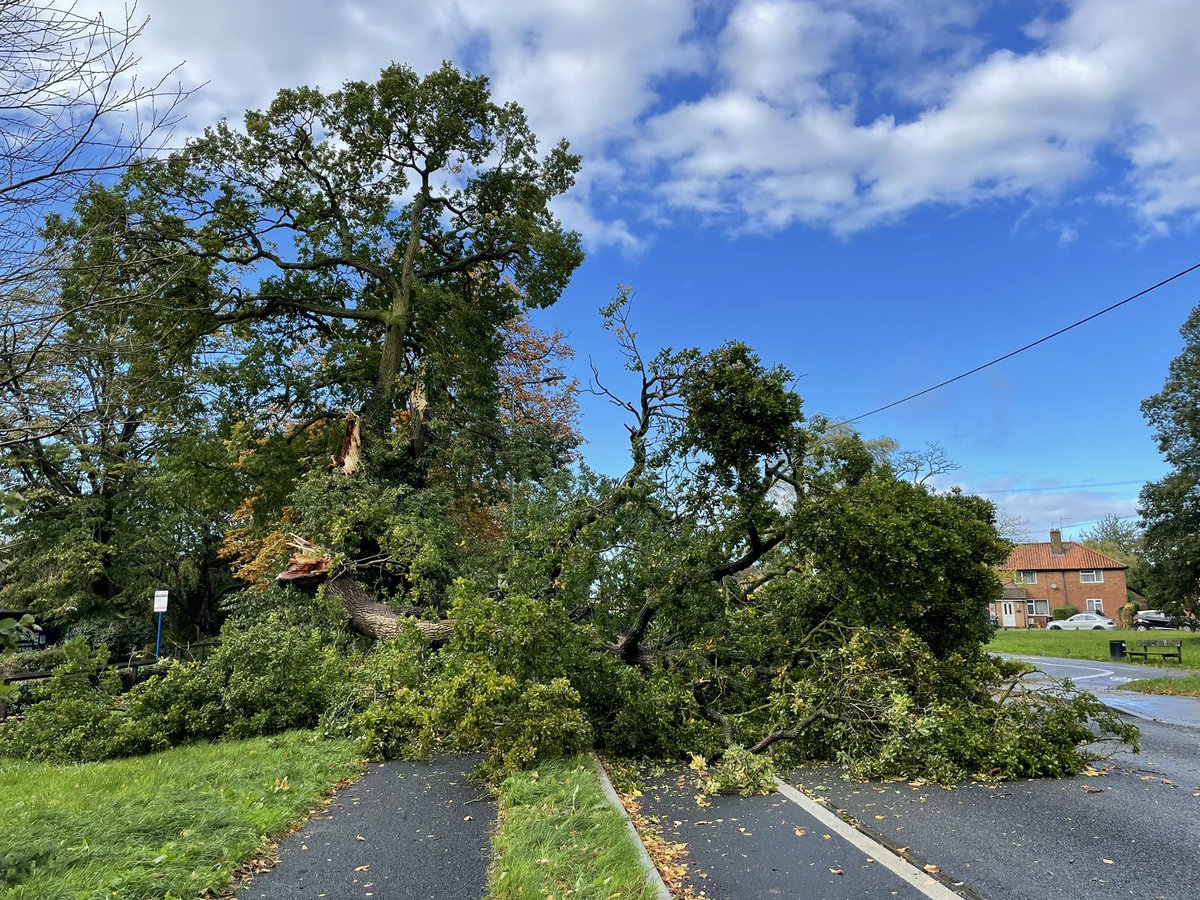 Gorgeous large tree blown down on Wantage Rd, Didcot. #didcot #wind #ukweather