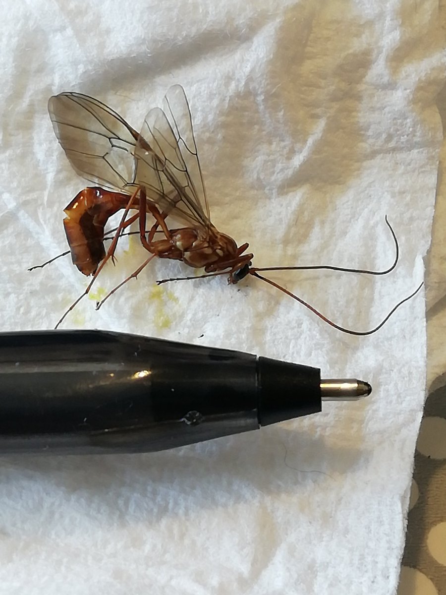 SUSgeosci's tweet photo. Was woken up last night by what I think is a sting/bite from this beauty 😬 I used an image search and it seems to be a #parasiticwasp #Meteorus Can anyone identify and tell me if my face is going to fall off 🧐 (sadly the specimen came off worst in the dark which I'm sad about) https://t.co/0ZCiFqAI0e