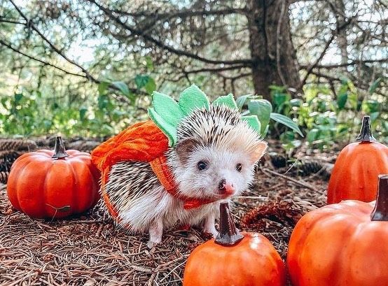 Hadjiloves_you's tweet photo. Добрый день, апельсинки 🎃!!)
Как проходит ваш день?Гуляли сегодня?Я решил преобразить свою комнату в честь хеллоуна,а вы?
Не забудьте про обед и выпейте нужные вам медикаменты 🍭
Удачного дня и приятного аппетита♡ https://t.co/3thGw6Wm0A