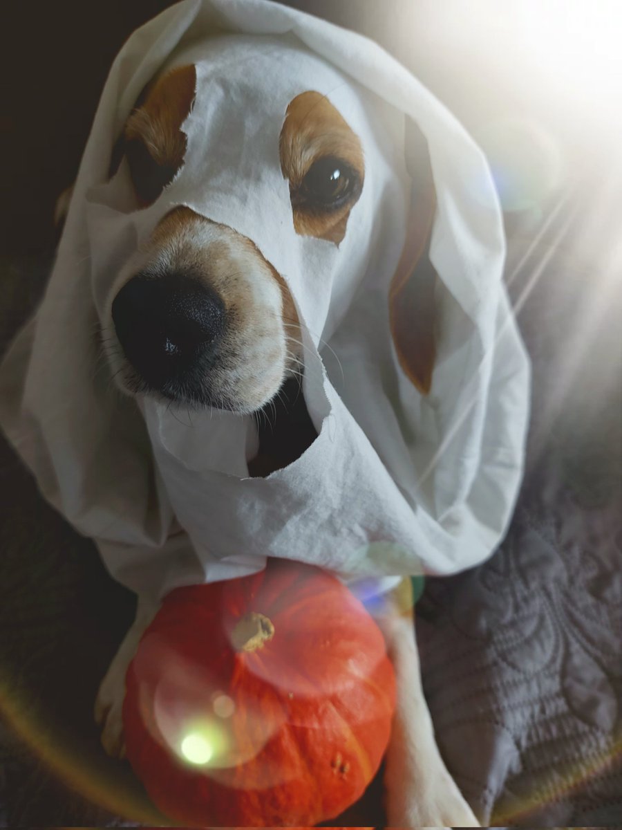 AIWS6's tweet image. Happy Howloween says Ragis from @beaglefreedom 
He spent his life locked in the cage and endured cruel animal experiments,  that was scarier than any horror movie or Halloween costume. Please always choose #CrueltyFree and let&apos;s help the animals who were not so lucky as Ragis is.