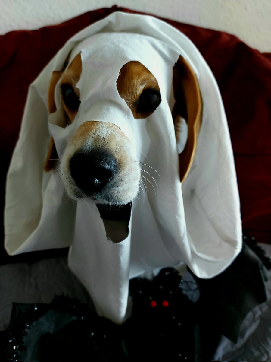 AIWS6's tweet image. Happy Howloween says Ragis from @beaglefreedom 
He spent his life locked in the cage and endured cruel animal experiments,  that was scarier than any horror movie or Halloween costume. Please always choose #CrueltyFree and let&apos;s help the animals who were not so lucky as Ragis is.