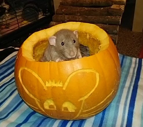 AppaMomoRatties's tweet photo. @SheRatesRats Boo! Am the Plomkin King! - Cousin Jake https://t.co/Ui7zOuCij3