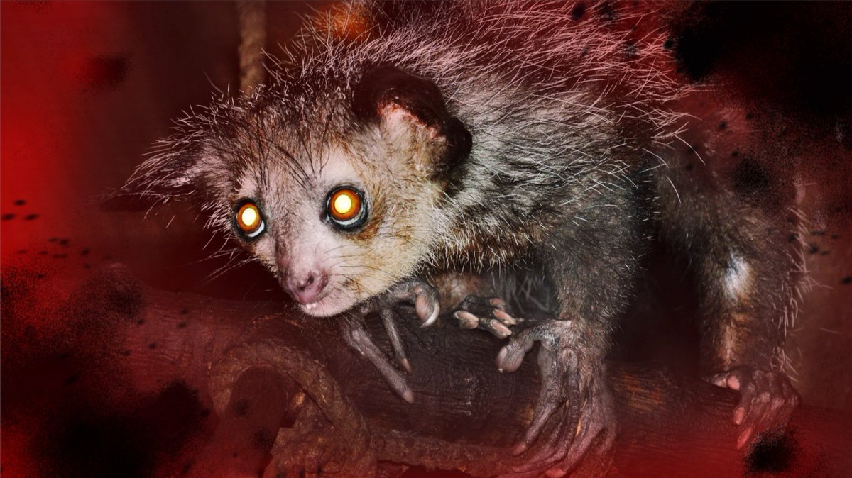 animal_aniki's tweet photo. ハロウィンに似合う
怖々な動物を集めてみましたよー！

短めの動画です！
ぜひお部屋を暗くしてどうぞ👻

【恐怖】
身の毛もよだつ見た目の動物たち 
https://t.co/I85yYcWiEN https://t.co/n7Dco3ld7R